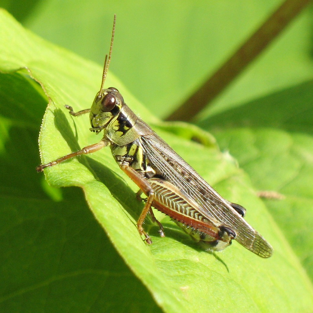 Melanoplus femurrubrum, a North American migratory grasshopper. Creative Commons Gilles Gonthier